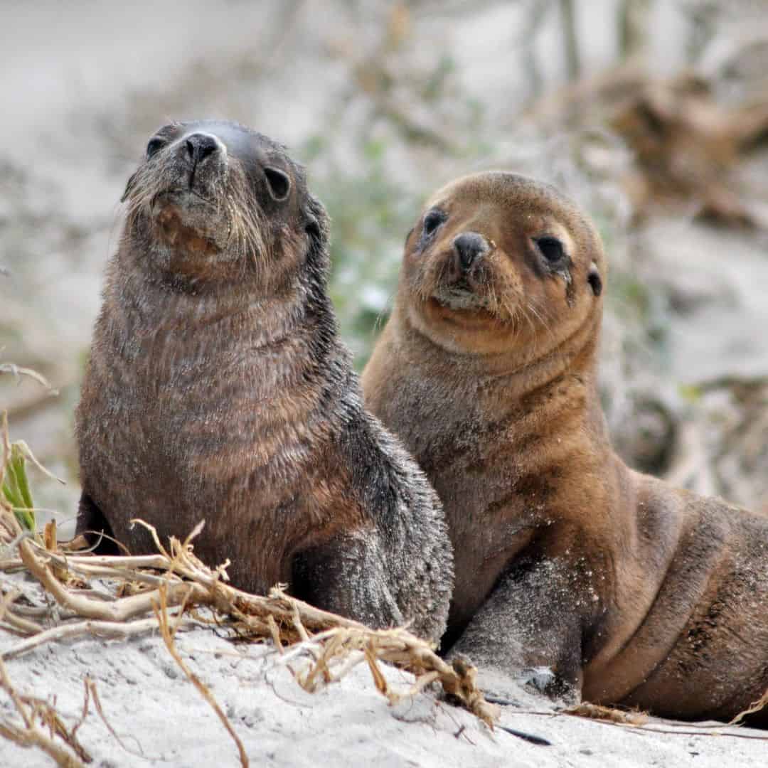 australian sea lion