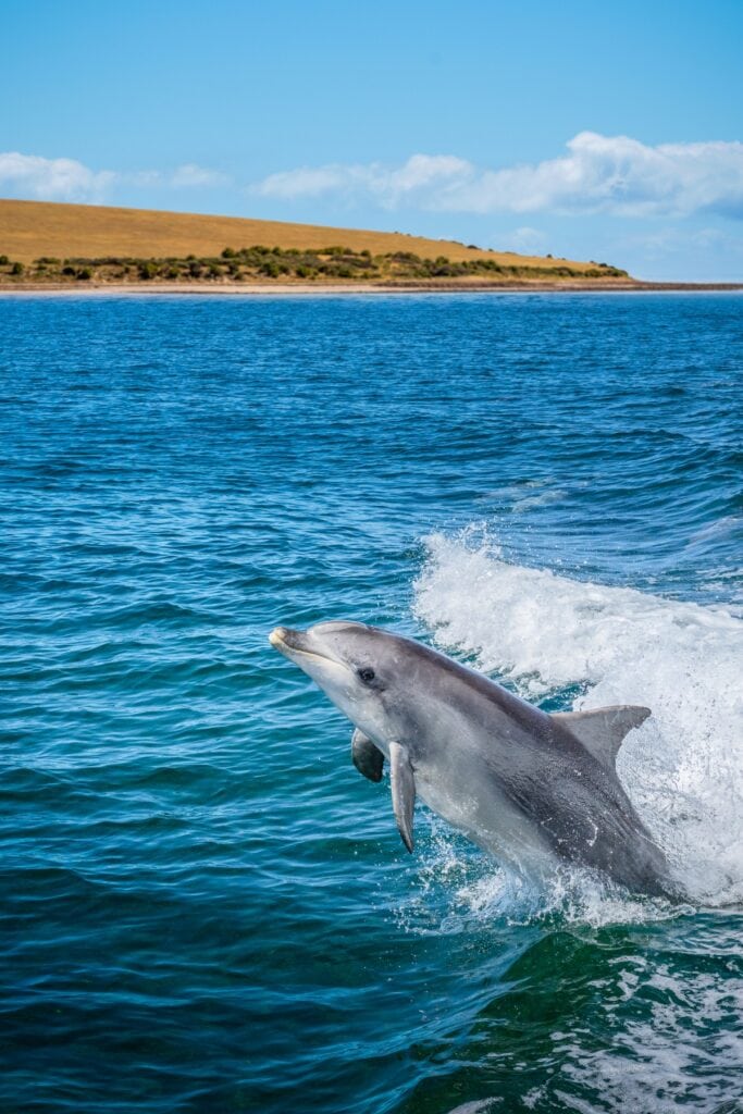 Dolphin in Kangaroo Island