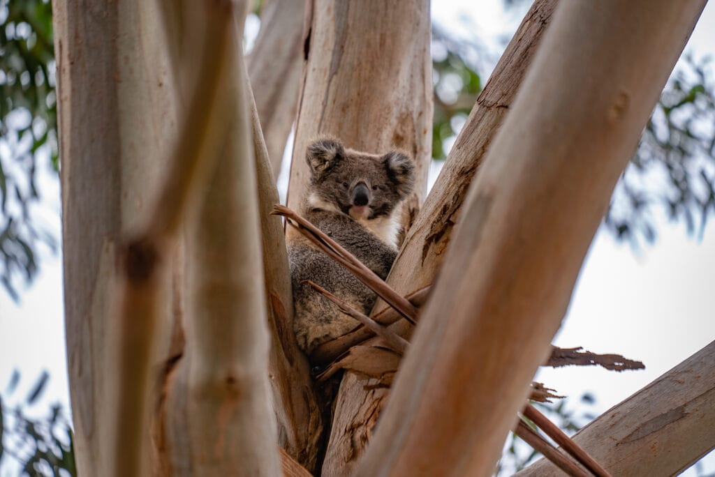 Kangaroo island retreat koala watching