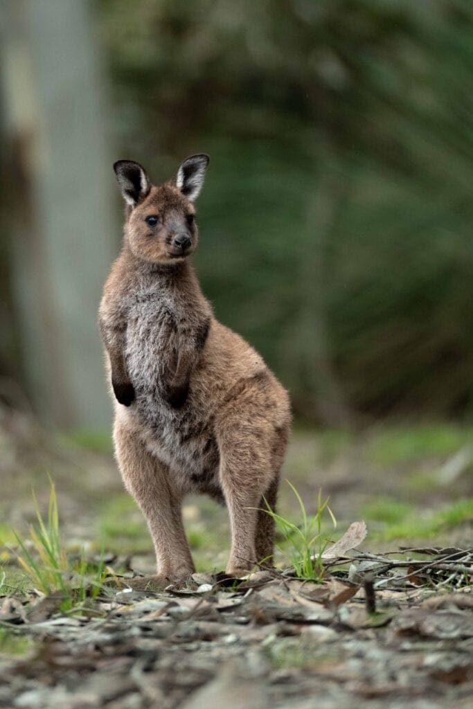 kangaroos Ecopia Retreat nature