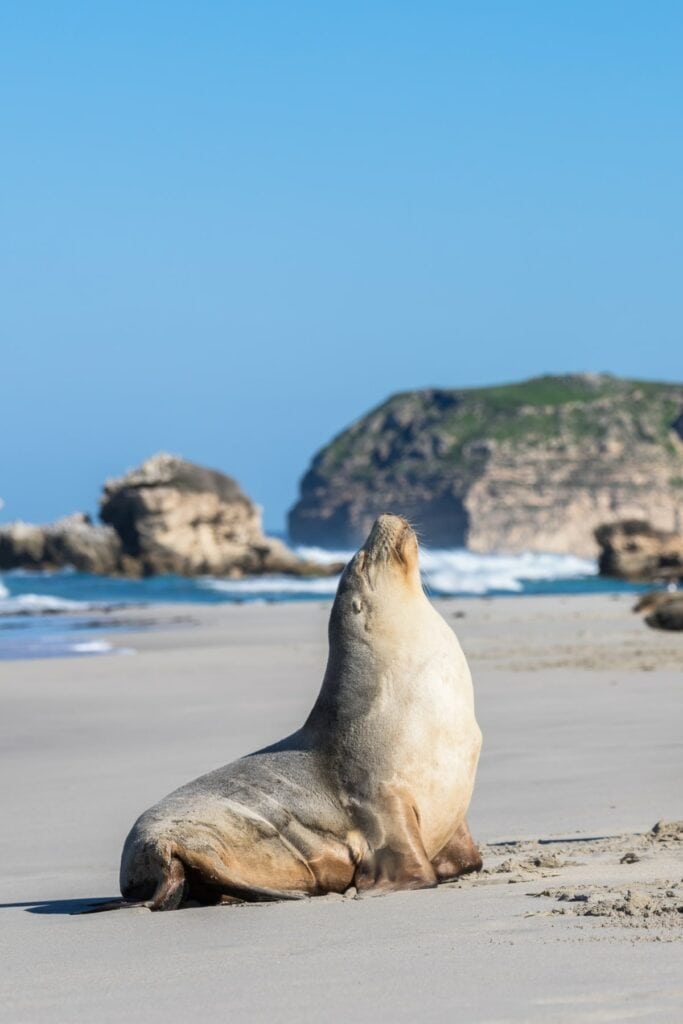 Kangaroo Island attractions