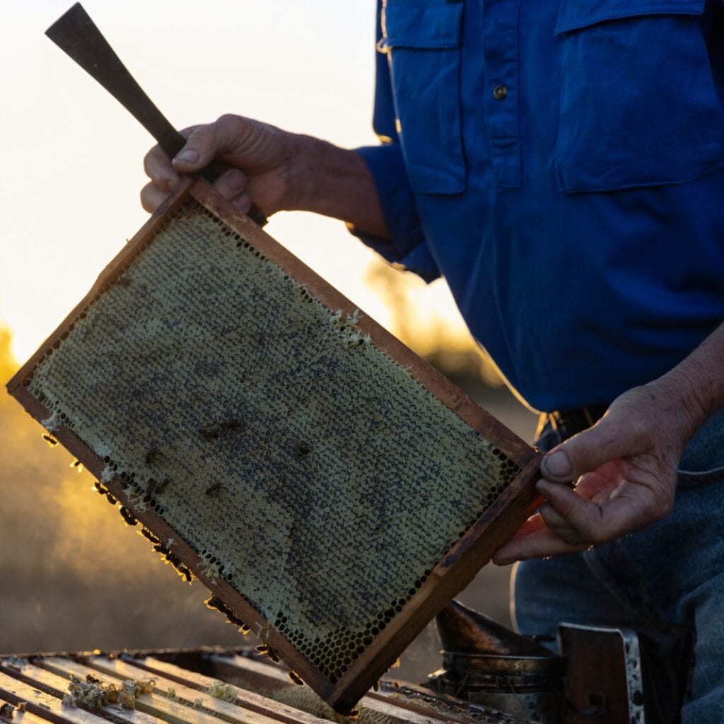 kangaroo island lingurian bee co - honey