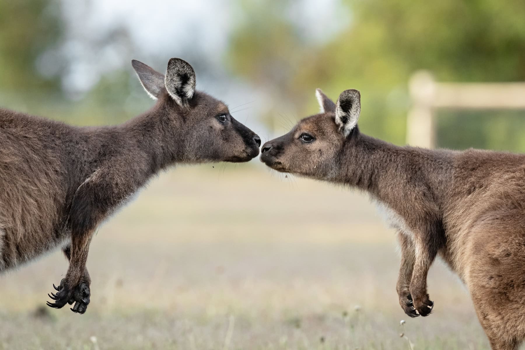 Kangaroos 'kissing' at Ecopia