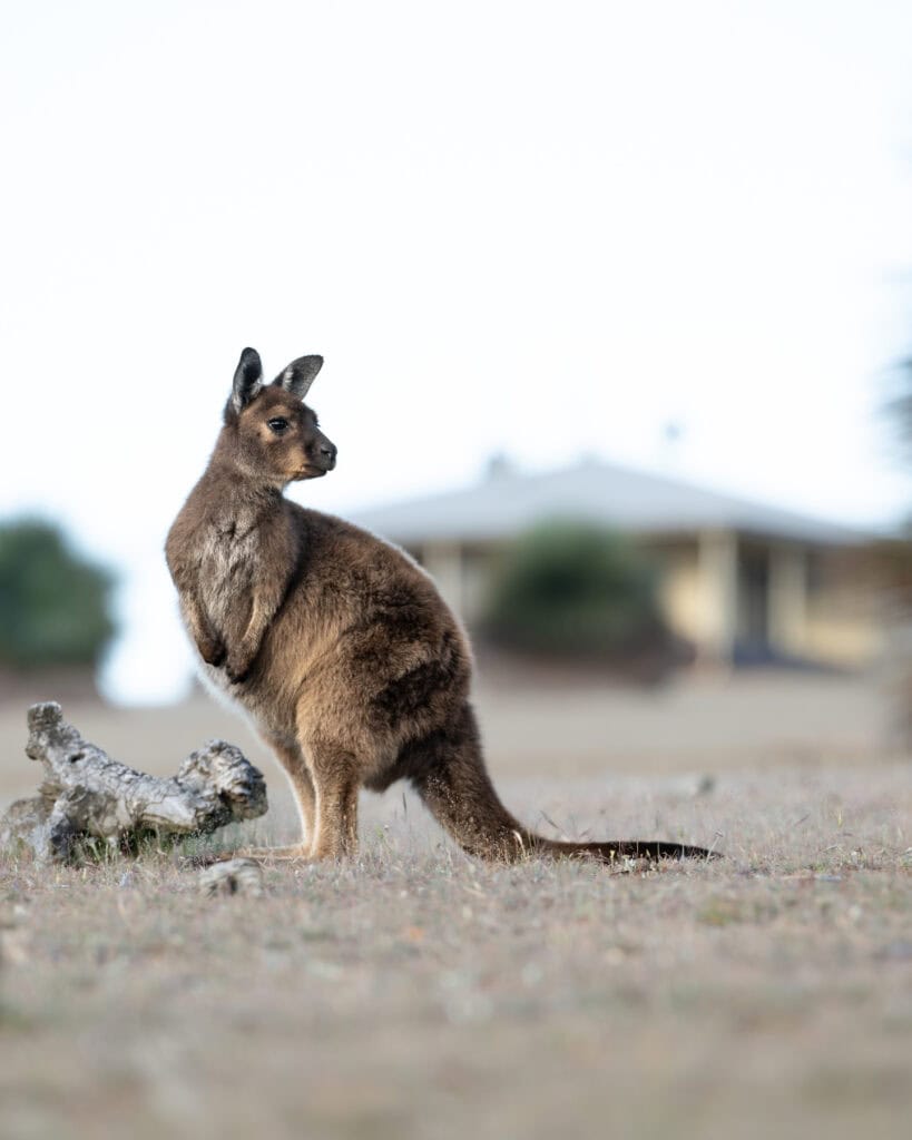 Kangaroo in front of the Residence at Ecopia Retreat