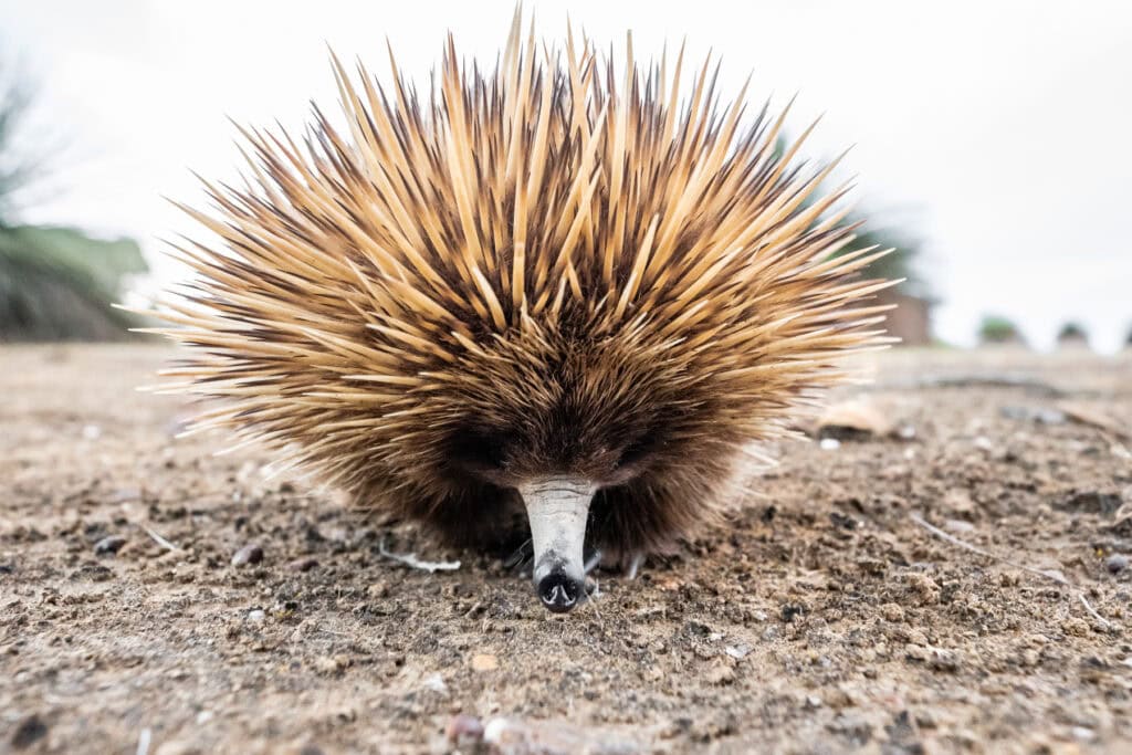 Echidna watching at Ecopia Retreat