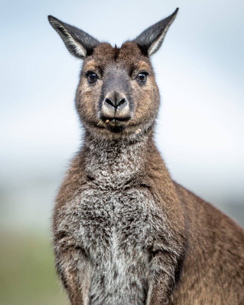 A kangaroo at Ecopia Retreat