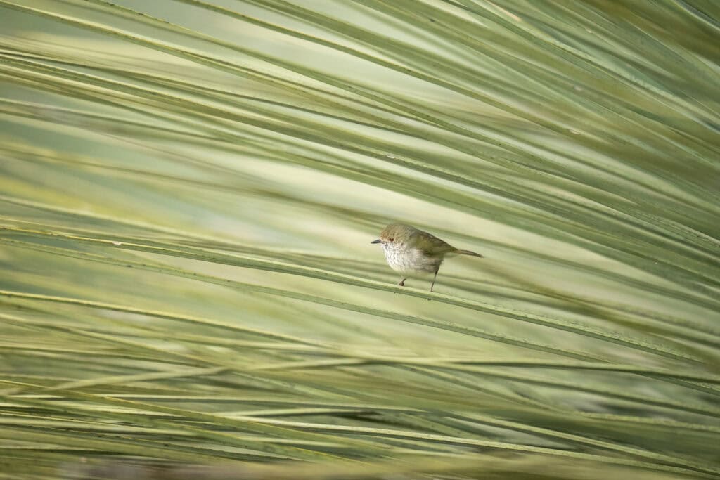 Birdwatching at Ecopia