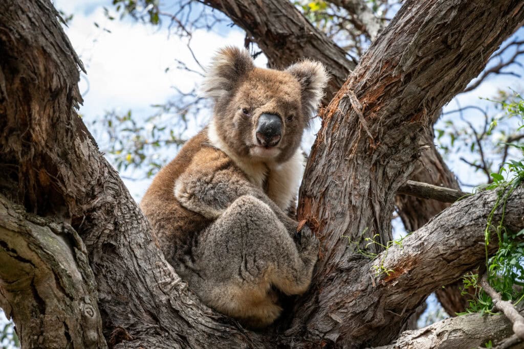 Koala at Ecopia Retreat