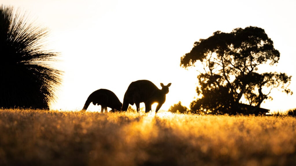 Kangaroos at sunset, at Ecopia Retreat