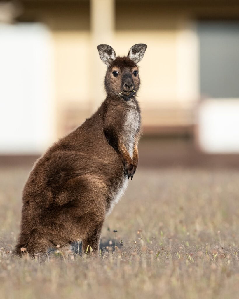 A kangaroo in front of the Residence