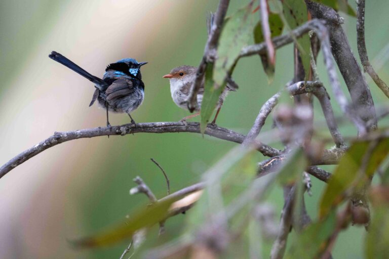 Birds of Kangaroo Island at Ecopia Retreat