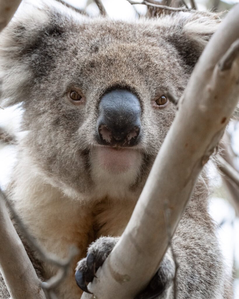 koala at Ecopia Retreat