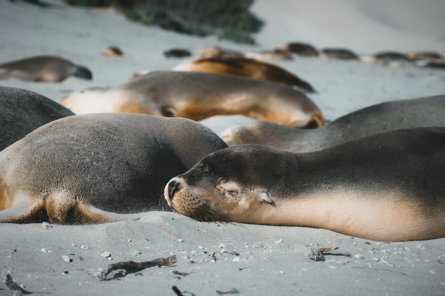 Kangaroo island is known for