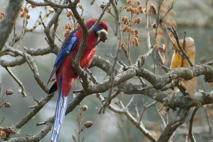 Types of birds on Kangaroo Island